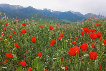Маки в предгорьях Бишкека / Poppies in the foothills of Bishkek