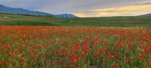 Маковые поля рядом с Бишкеком / Poppy fields near Bishkek