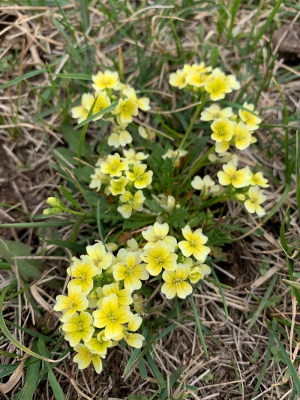 Весенние горные цветы / Spring mountain flowers