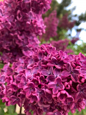 Цветущая сирень / Blooming lilac
