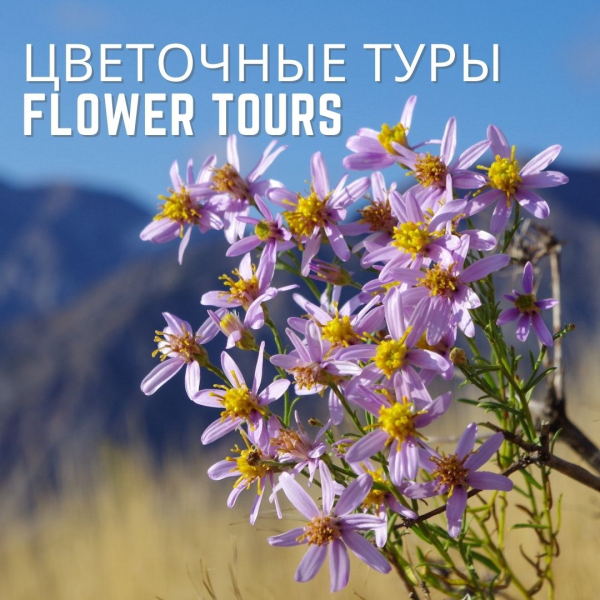 Spring tours