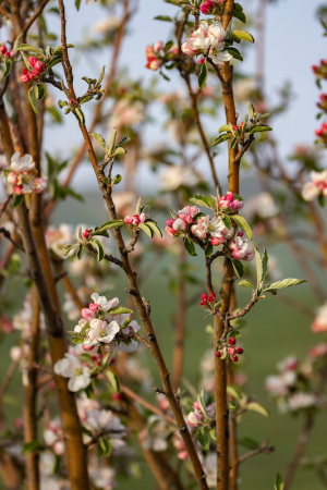 Цветение яблони / Apple blossom