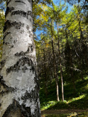 Березовая роща в Ак-Тюз / Birch grove in Ak-Tyuz