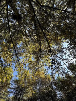 Березовая роща в Ак-Тюз / Birch grove in Ak-Tyuz