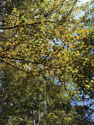 Березовая роща в Ак-Тюз / Birch grove in Ak-Tyuz