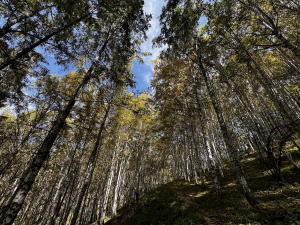 Березовая роща в Ак-Тюз / Birch grove in Ak-Tyuz