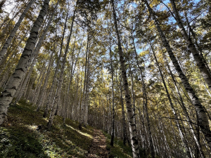 Тропа в березовой роще / Path in the birch grove