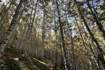 Тропа в березовой роще / Path in the birch grove