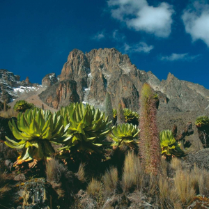 Восхождение на гору Кения / Ascent to Mount Kenya