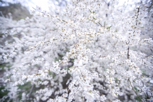 Весна в Сары Челеке / Spring in Sary Chelek