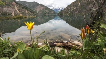 Тюльпан у озера Сары Челек / Tulip at Sary Chelek Lake