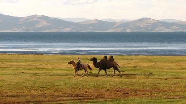 Верблюд на озере Сон-Куль / Camel on Son-Kul Lake