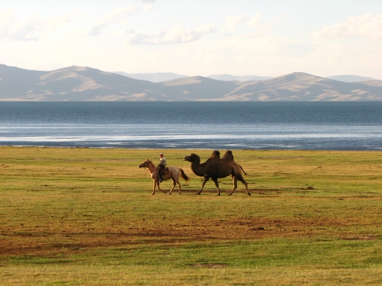 Верблюд на озере Сон-Куль / Camel on Son-Kul Lake - Нарынская область Кыргызстана