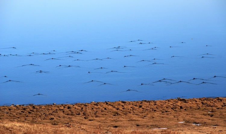 Водоплавающие птицы на озере Сон-Куль / Waterfowl on Son-Kul Lake - Naryn Region Kyrgyzstan