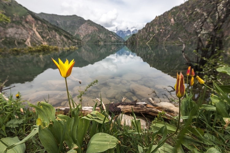 Тюльпан на озере Сары-Челек - Джалал-Абадская область Кыргызстана