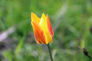 Тюльпан / Tulip