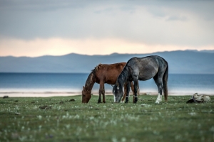 Лошади на озере Сон-Куль / Horses at Son-Kul Lake