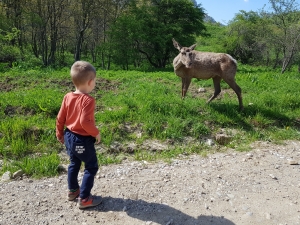 Можно встретить дикого оленя в заповеднике / You can meet wild deer in the reserve