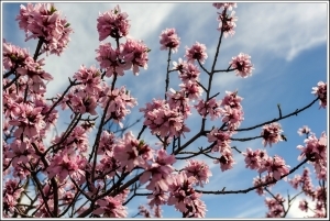 Цветущий миндаль / Flowering almonds