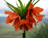 Весной можно отправиться в Киргизию, чтобы увидеть, как цветет Айгуль