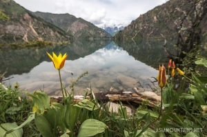 Тюльпаны на озере / Tulips at Sary-Chelek lake