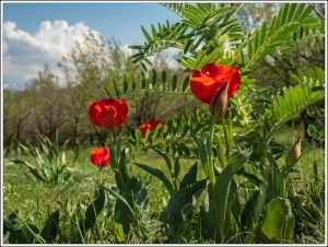 Дикорастущие тюльпаны / Wild tulips