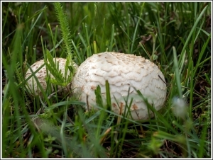 Съедобные грибы Кыргызстана / Mushrooms of Kyrgyzstan